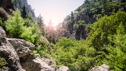 Ontdek de Agia Irini-kloof op Kreta. Wandel door een groene kloof vol cipressen, pijnbomen en spectaculaire natuur. Een rustig alternatief voor de Samariakloof.