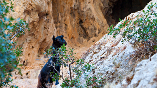 Ontdek de Agiofarago-kloof op Kreta. Wandel door een spectaculaire kloof vol geschiedenis, grotten en indrukwekkende natuur naar een verborgen strand aan de Libische Zee.