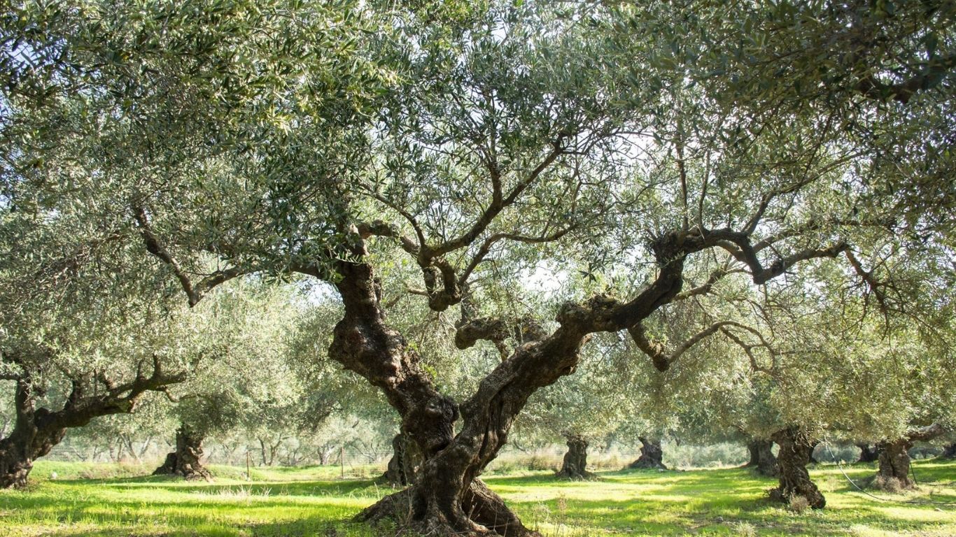 Cretan Heritage Olijfolie