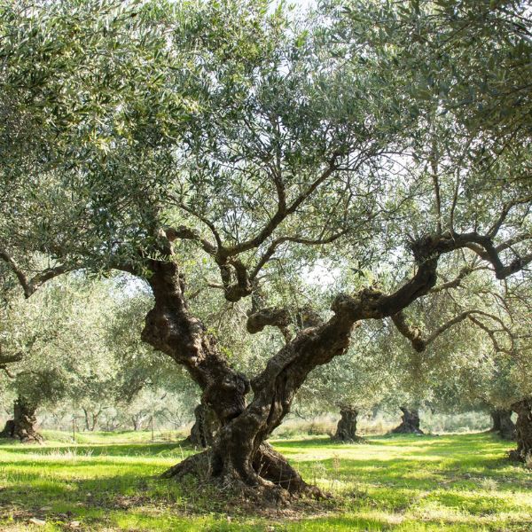 Op Kreta zijn we sterk verbonden met onze olijfbomen—of zoals we ze graag noemen: 'onze wortels'. We identificeren de wortels van deze bomen met onze familie; ze symboliseren waar we vandaan komen.