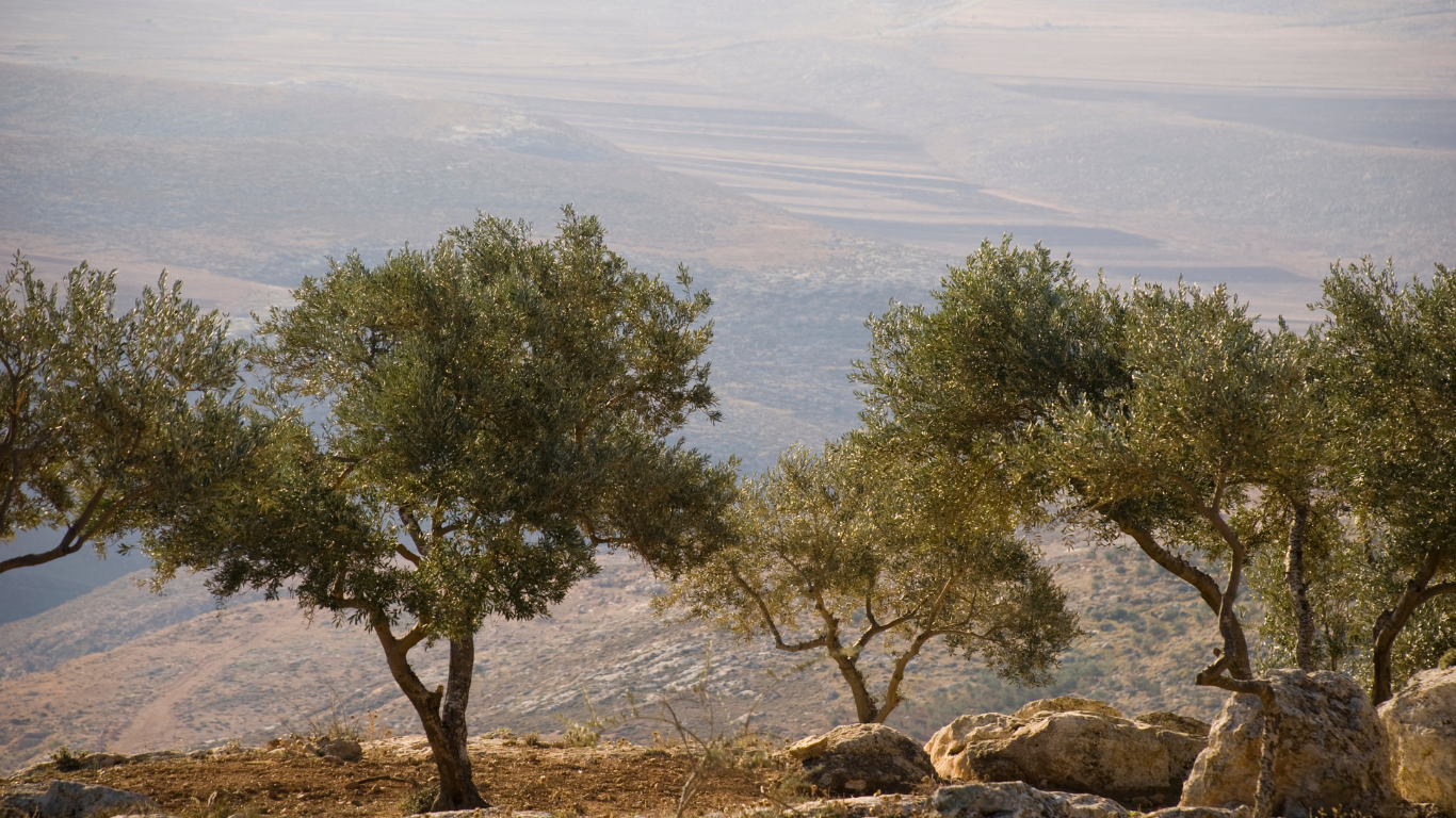 De smaak varieert van boterzacht tot pittig en grassing, de kleur van zonnig geel tot intens groen. Vaak vergeleken met goede wijn — complex, karaktervol en puur.