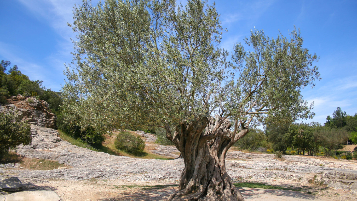 Deze biologische extra vierge olijfolie is koudgeperst uit zorgvuldig geselecteerde Koroneiki-olijven uit Noordwest-Kreta. Met een zuurgraad onder de 0,8% is dit een teken van topkwaliteit. 