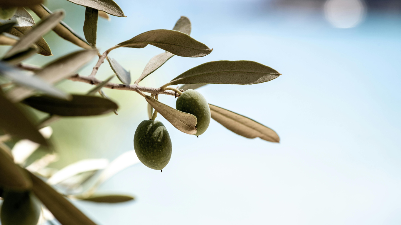 Van robuuste Kalamata tot verrassende combinaties met amandel of paprika