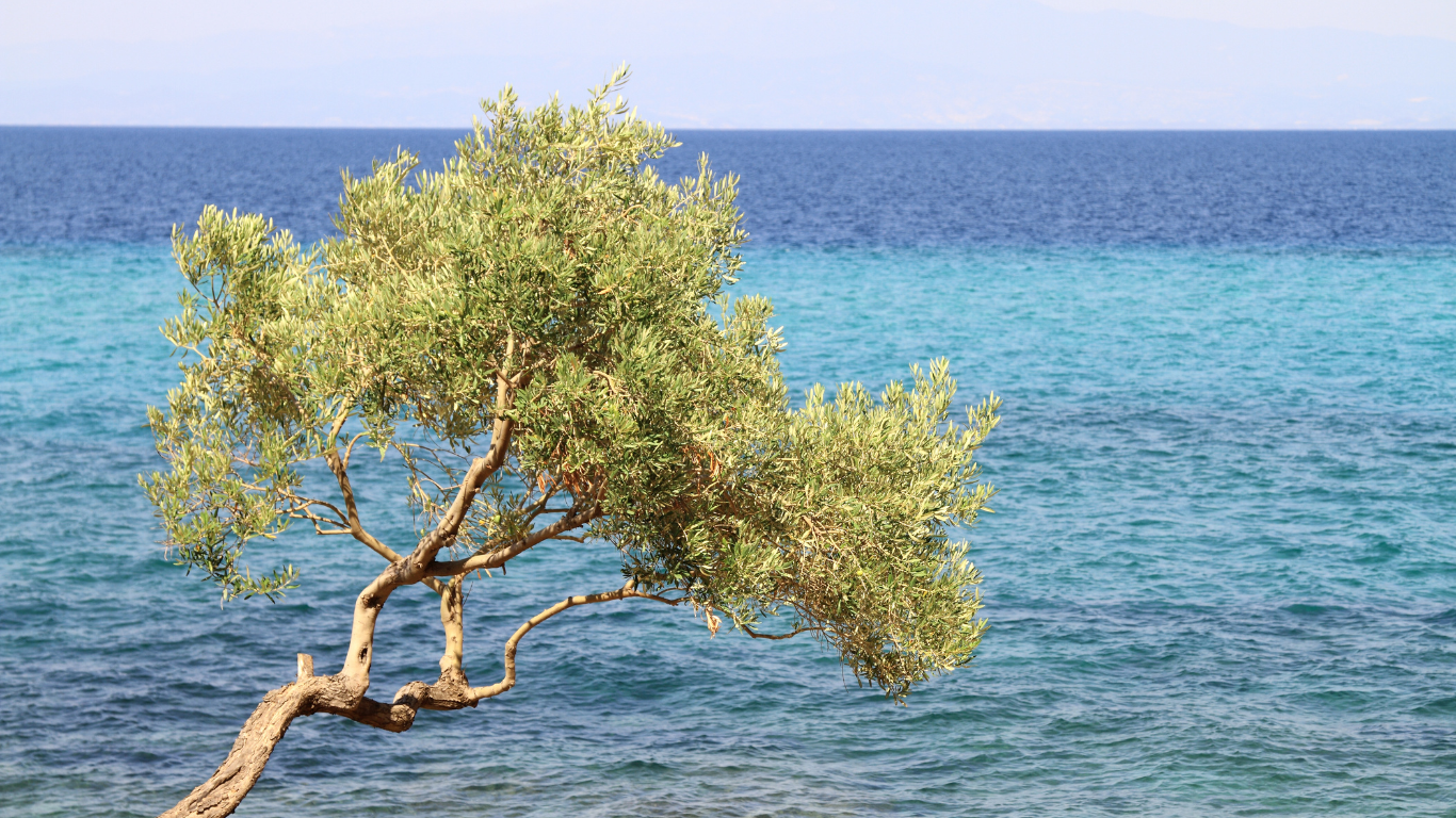 De olijfolie van Terra Creta wordt geproduceerd in Kolymvari, nabij Chania op Kreta – een regio die bekendstaat om kleinschalige, kwalitatieve olijfolieproductie.
