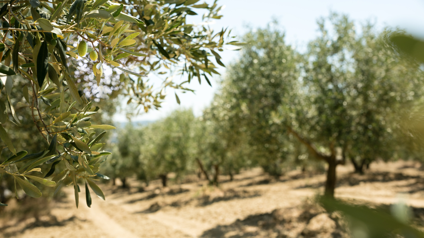 Herkomst: Olijven uit Kolymvari, Chania – een van de meest gerenommeerde olijfregio’s van Kreta