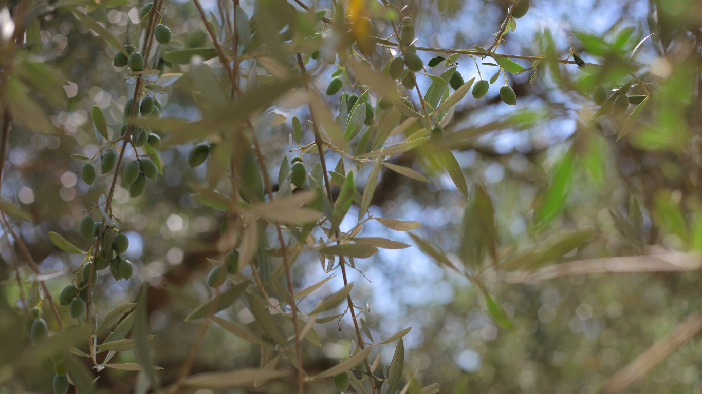 Ontdek Terra Creta olijfolie uit Kolymvari, Kreta. Extra vierge, biologisch, met infusies en spray. Authentiek, traceerbaar en vol mediterrane smaak.