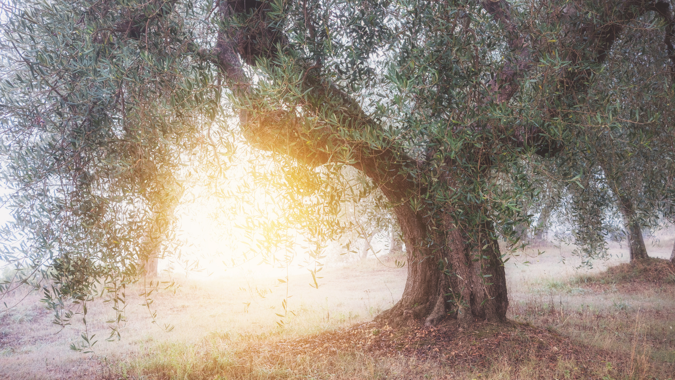 Kwaliteit: alleen het beste is goed genoeg